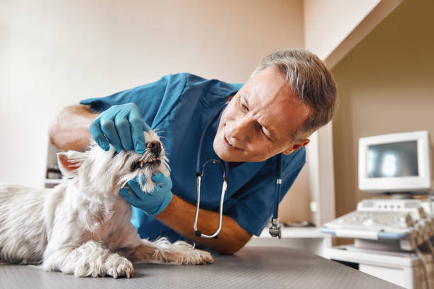 Best Emergency Dental Extractions in Big Rapids, MI